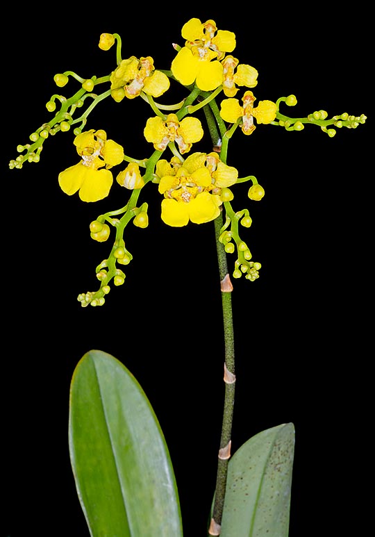 Native d’Amérique Centrale, Rossioglossum ampliatum est bien connue en culture © G. Mazza