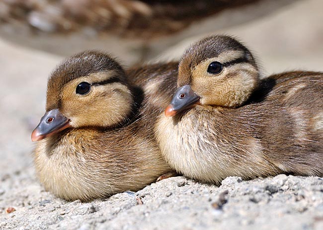 To defend from predators, they nest in the trees cavities, even at 25 m of height, at times 1 km far from the water. The way is full of perils and, all going well, ducklings have a life expectancy of 15 years © Patrizia Ricci