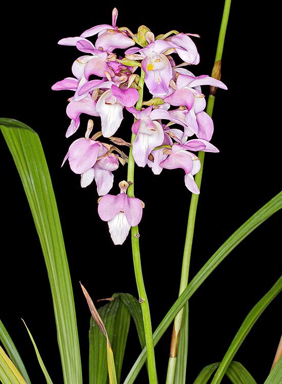 Diffusée en Afrique tropicale, Eulophia bouliawongo est une espèce terrestre de grande dimen- sion : hampe florale dressée de 1,2 à 2,5 m, terminée par un racème, de 22 à 30 cm avec fleurs de 5,5 à 6,5 cm de diamètre. Au Gabon les rhizomes sont utilisés  en tisanes contre les coliques © Giuseppe Mazza