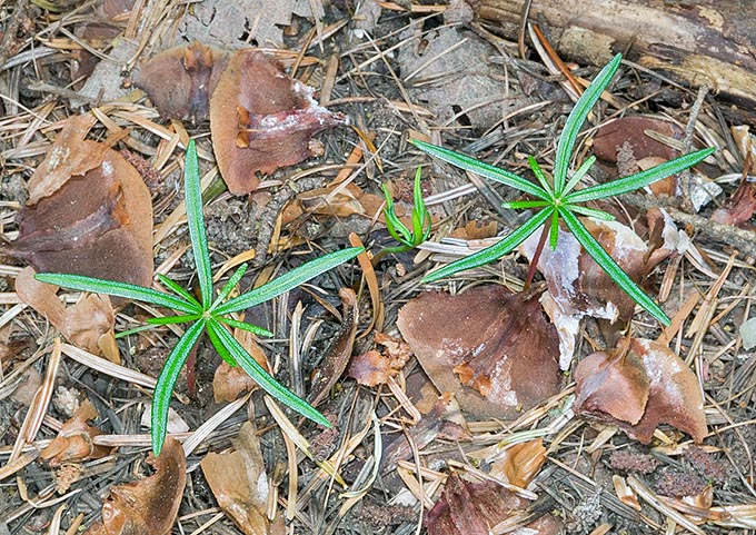 Graines en germination. Lorsqu'il est jeune, Abies alba a une croissance lente et tolère l'ombre pour un long moment © Giuseppe Mazza