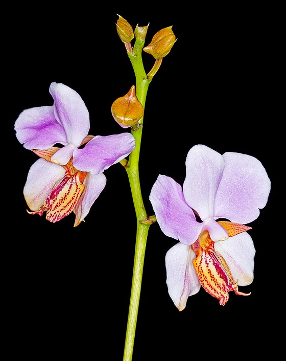 Rare species, almost unknown in cultivation, Papilionanthe tricuspidata is endemic to the Lesser Sunda Islands. It has flowers of 6 cm of diameter opening in succession © Giuseppe Mazza