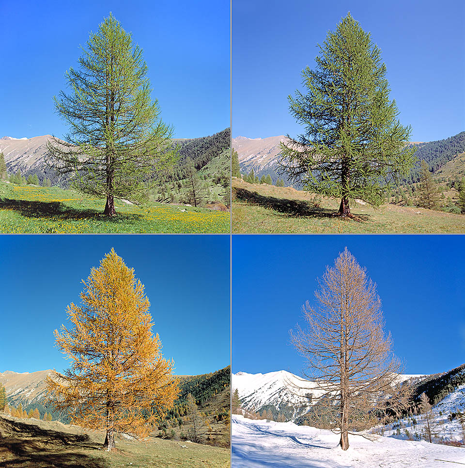 Un mélèze isolé en altitude photographié dans les quatre saisons. Le genre Larix est le seul, parmi les conifères européens, qui perd ses feuilles en hiver. En automne, il crée de magnifiques paysages dorés et la lumière filtrée à travers les branches toute l'année permet à diverses associations végétales de coloniser des sols caillouteuses et jusqu'à la limite des neiges éternelles. Le genre Larix comprend dix espèces (12 d’après certains auteurs) réparties dans les régions froides de l’hémisphère boréal © Giuseppe Mazza