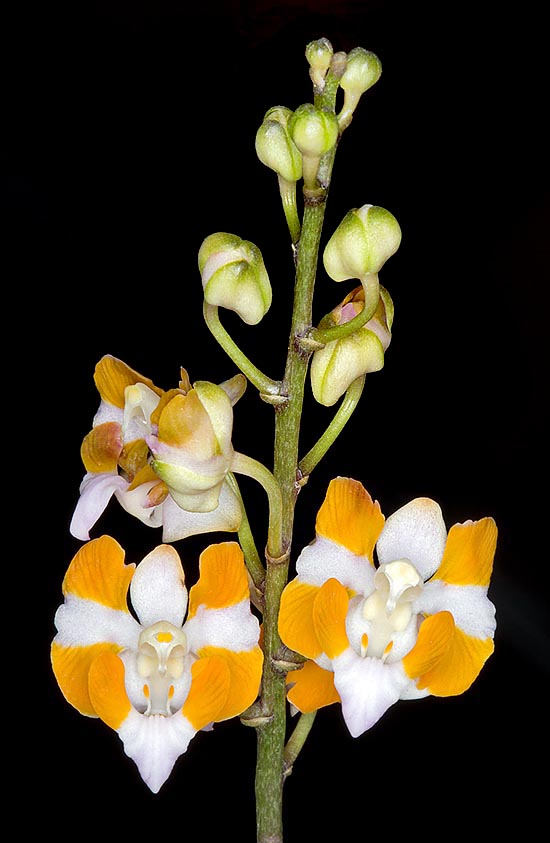 Peloric form of Phalaenopsis pulcherrima. This species is at home in south-eastern Asia ©  Mazza