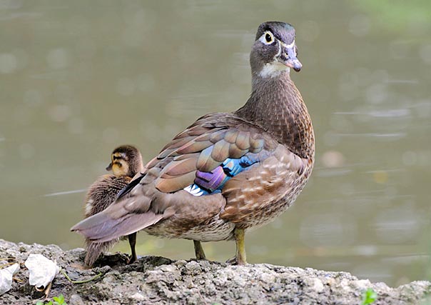 Mère et petit. Comme chez le canard mandarin, la livrée de la femelle est très modeste © Patrizia Ricci
