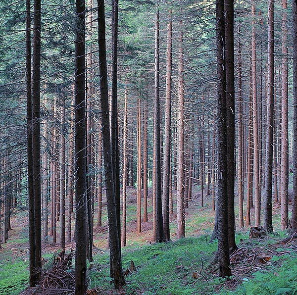 Picea abies, Pinaceae, Norway spruce