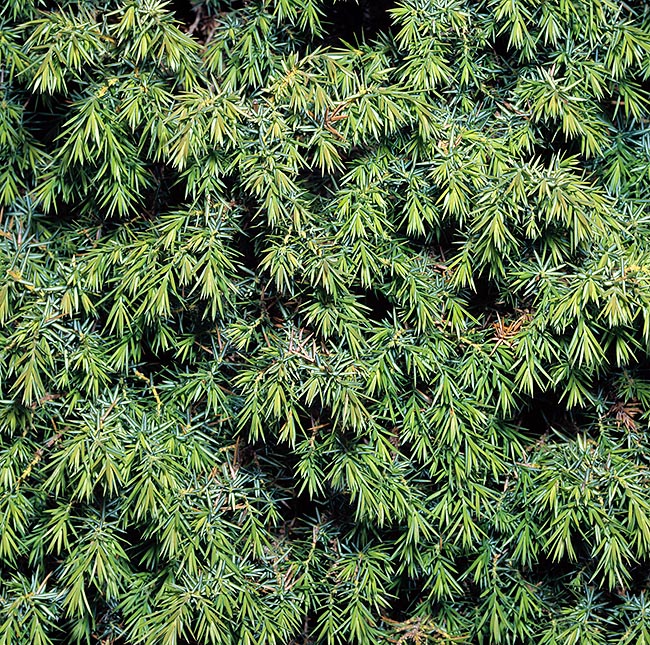 Juniperus communis, Cupressaceae, Genévrier commun