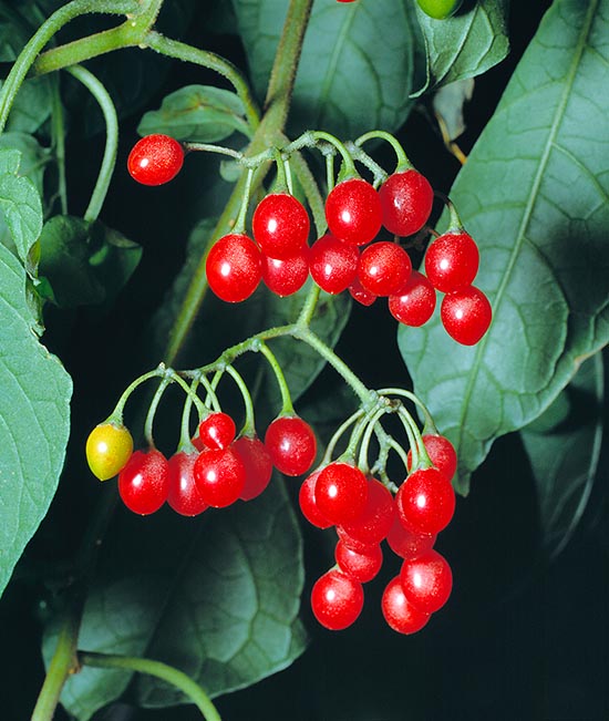 Solanum dulcamara, Solanaceae, Douce-amère