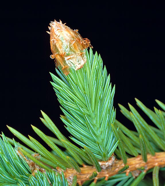 Picea abies, Pinaceae, épicéa