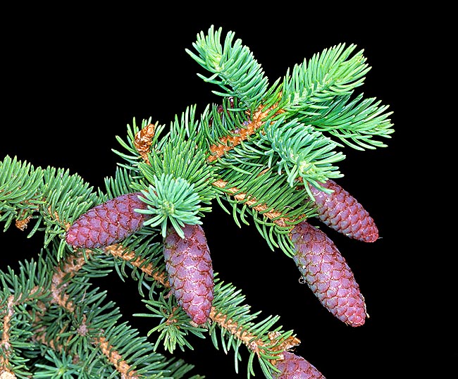 Picea abies, Pinaceae, abeto rojo
