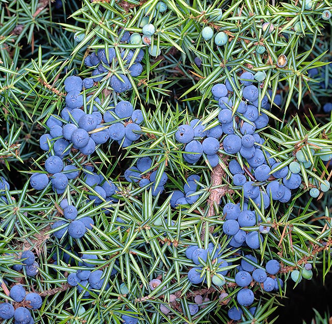 Juniperus communis, Cupressaceae, enebro común