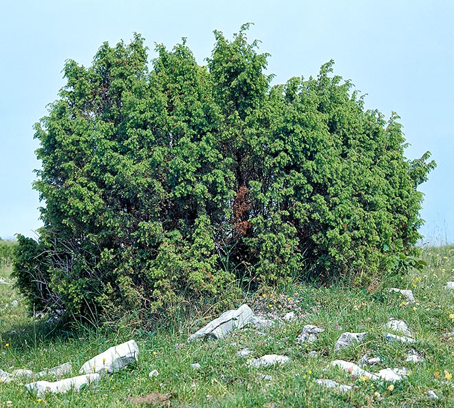 Juniperus communis, Cupressaceae, Ginepro comune
