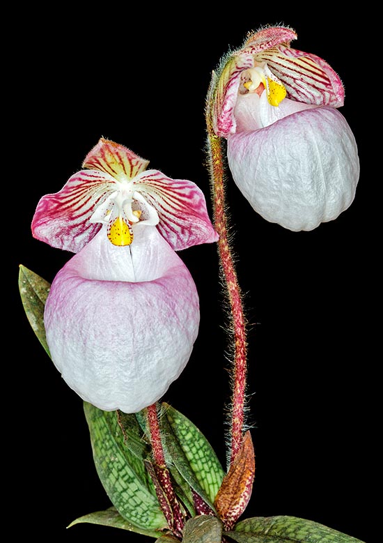 Paphiopedilum micranthum is an endangered Chinese and Vietnamese terrestrial species © Giuseppe Mazza