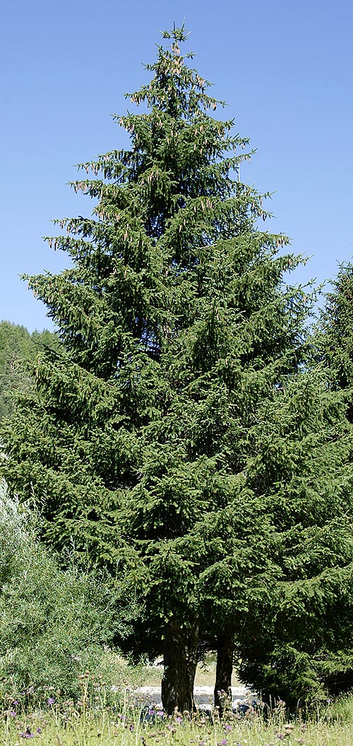 Picea abies, Pinaceae, abeto rojo