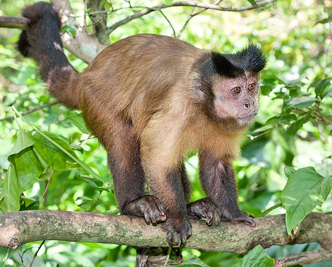Due to its cleverness, prolificity and adaptation to present habitat changes, the Sapajus apella is the most common monkey in the Amazonian forest and unlike most of primates it is not under any risk of extinction © Giuseppe Mazza