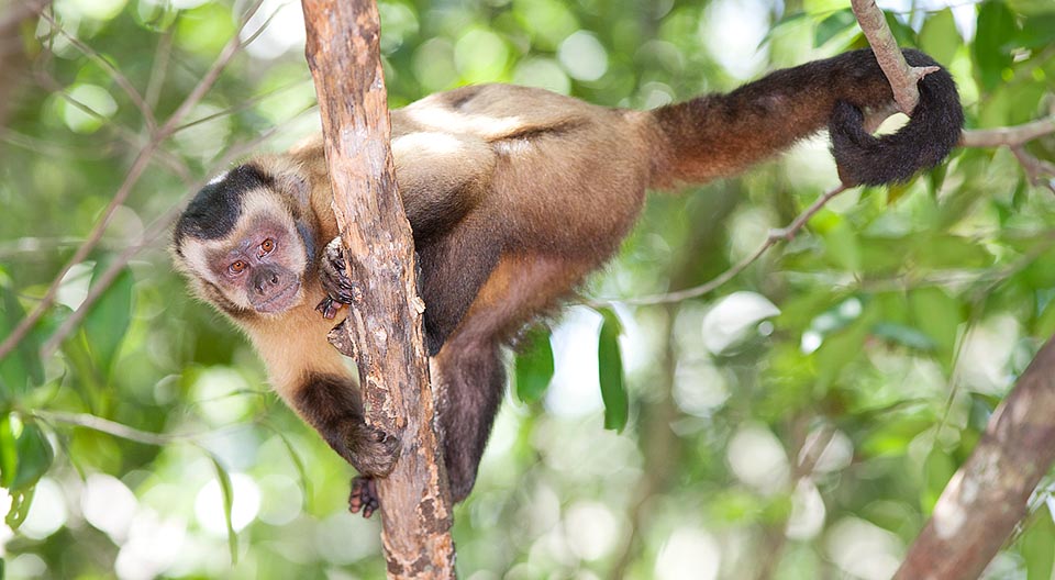 The 40-50 cm long prehensile tail serves to cling the branches and seize objects but, young apart, cannot support this platyrrhine weight © Giuseppe Mazza