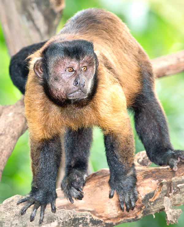 An alpha male leads and watches the group. The females never leave it, but the males, once reached the sexual maturity, often disperse in the wild forest where they join other communities © Giuseppe Mazza