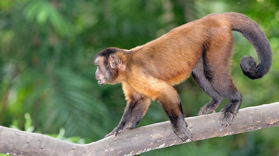 Young male while walking with the typical rolled up tail. In the group the male hierarchic system is based on the age. Besides alpha male live various young and sub-adult males, towards whom the dominant is usually rather tolerant, especially when in captivity, allowing them the food access as being often their father © Giuseppe Mazza