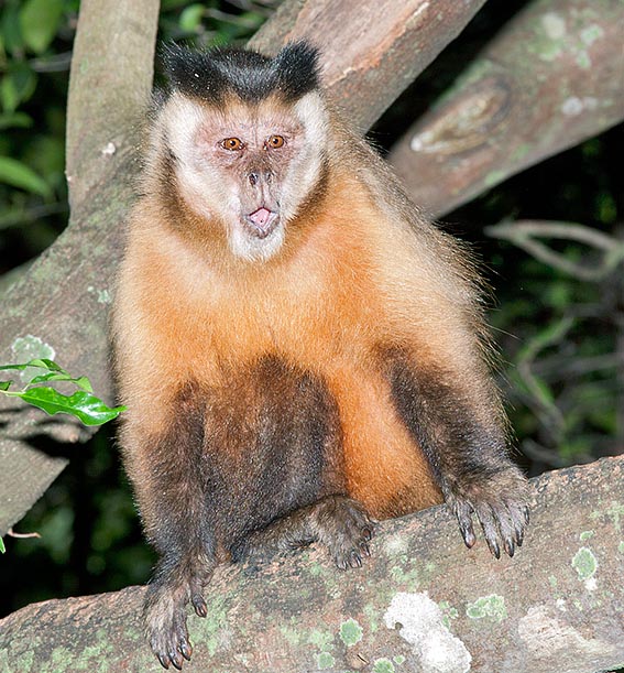 Female's vocalizations. They are courting the male who often rejects them in a first time © Giuseppe Mazza