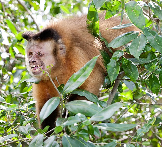 Femelle en position de menace. Le dimorphisme sexuel se manifeste surtout au niveau de la morphologie et de la taille des canines, sans parler du poids : 3,7 kg pour les mâles contre 2,7 kg pour leurs compagnes © Giuseppe Mazza