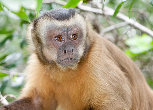 Un jeune regarde et apprend. Comme les chimpanzés, les apelles sont en effet très intelligents © Giuseppe Mazza