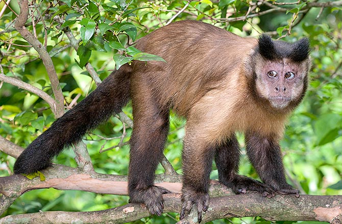 Tels que les chimpanzés, les Sapajus apella utilisent des pierres comme marteaux et parfois des bâtons pour extraire des arthropodes, du miel, de la cire ou de l'eau des trous et fissures des roches ou des troncs © Giuseppe Mazza