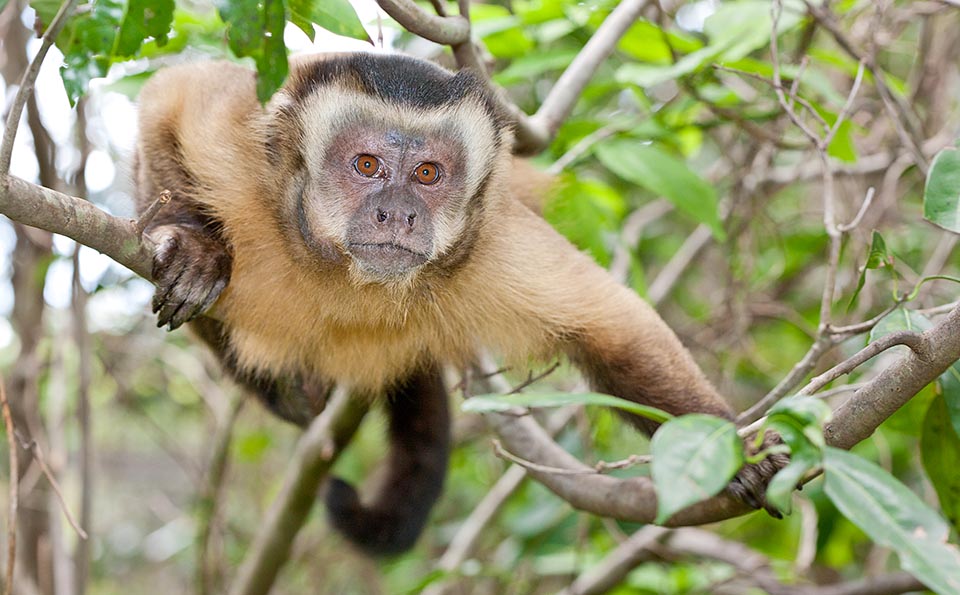 A young Sapajus apella looks and learns. The Sapajus are very intelligent Cebids, similar to the capuchin monkeys but stronger 