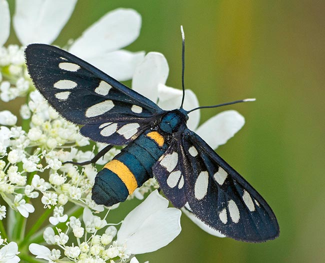 L’Amata phegea è un esempio di mimetismo Mulleriano. Già poco appetibile, pur appartenendo ad un’altra famiglia di lepidotteri, ha preso le sembianze della Zygaena ephialtes, ricca in tossine, per aumentare l’effetto dissuasivo © Gianfranco Colombo