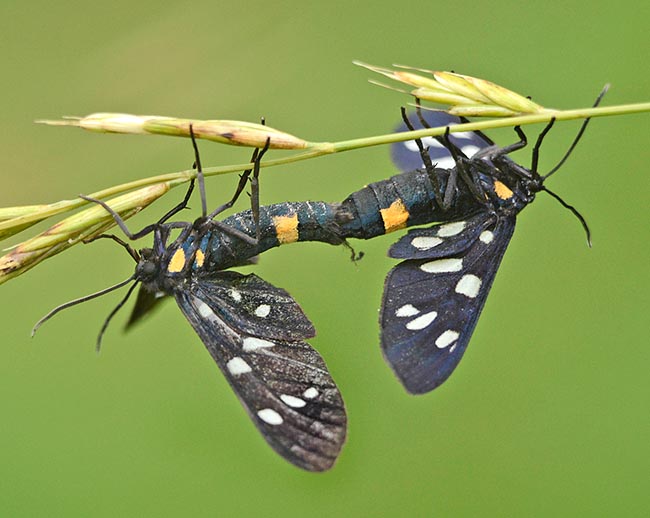 flies May to September and reproduces only once a year © Gianfranco Colombo