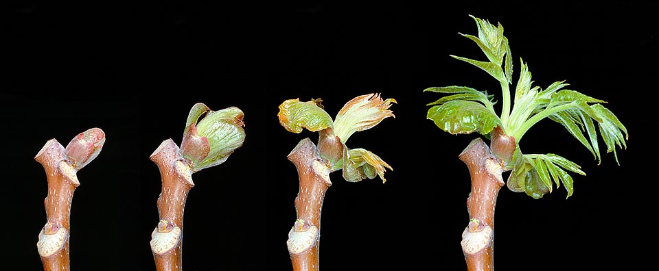 Ailanthus altissima, Simaroubaceae