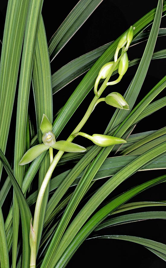  Cymbidium ensifolium, espèce herbacée terrestre d’Asie du sud-est aux touffes denses, hautes jusqu’à 50 cm, aux fleurs verdâtres très parfumées. Feuilles décoratives aux vertus médicinales © Giuseppe Mazza