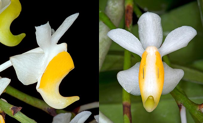 I fiori, molto profumati, possono raggiungere i 3 cm di diametro. Il colore è quanto mai variabile © Giuseppe Mazza