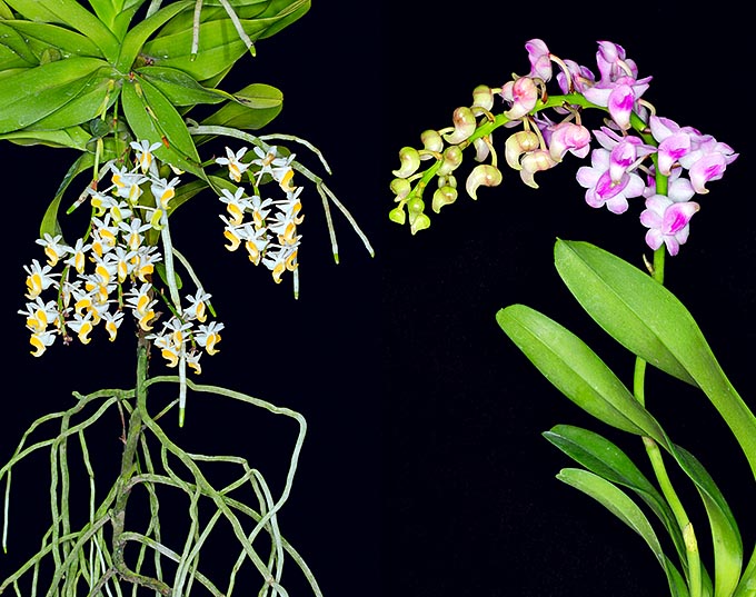 La Aerides odorata es una epífita del sudeste asiático con tallos largos hasta 1 m y inflorescencias de 20-35 cm © Giuseppe Mazza