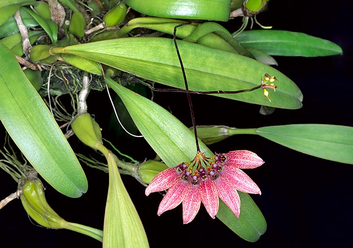 Bulbophyllum flabellum-veneris is a miniature orchid, mainly epiphytic, of south-eastern Asia © Giuseppe Mazza