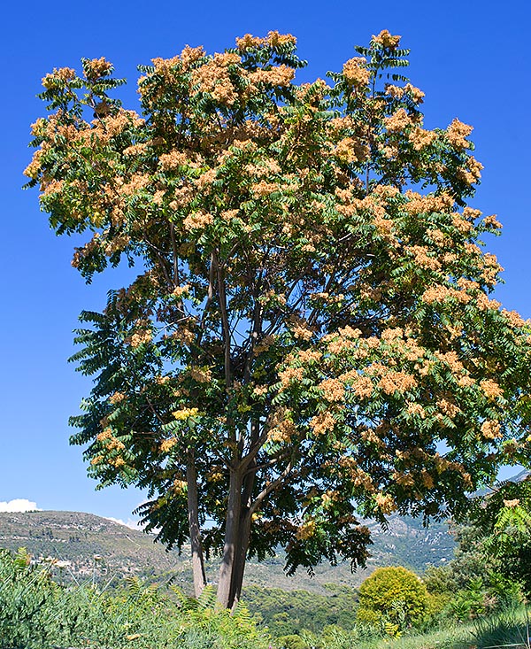 Ailanthus altissima, Ailanto