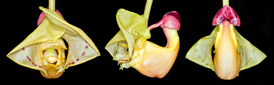 La fleur inquiétante de 10-12 cm est un piège cruel pour les mâles d'une abeille appartenant au genre Euglossa. Ils atterrissent attirés par l'odeur et ils finissent dans un puits, visible de profil sur la photo centrale, plein d'un liquide qui les empêche de s’envoler. S’en suit un parcours obligé vers la sortie pour véhiculer les pollinies jusqu'au stigmate d'une sadique fleur analogue. Évidemment les Euglossa, comme cela arrive également souvent chez les humains, ne savent pas tirer profit de l'expérience © Giuseppe Mazza