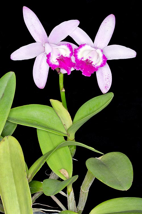 Cattleya intermedia is native to South-East Brazil. The here shown variety 'Orlata Rio' has the margins of the labellum lateral lobes of the same colour as the median lobe © Giuseppe Mazza