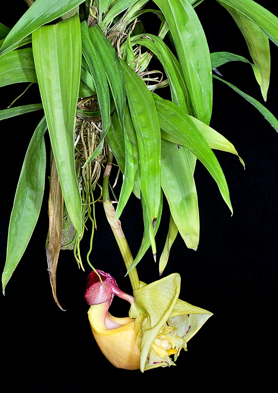 La Coryanthes verrucolineata est une épiphyte du Pérou où elle pousse dans les forêts pluviales à basse altitude. Rare dans la nature, elle est pratiquement inconnue en culture © Giuseppe Mazza