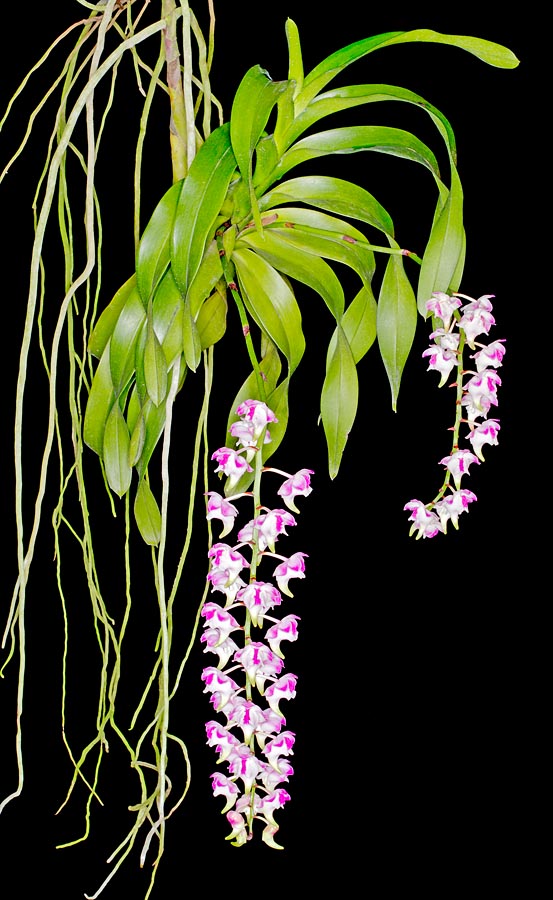 Nativa de Filipinas, la Aerides lawerenceae posee tallos de 1 m con inflorescencias de 30-50 cm © Giuseppe Mazza