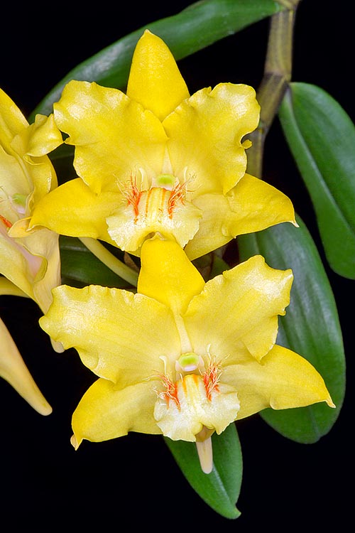 Pseudobulbes de 20 à 40 cm et fleurs de 3 à 5 cm de diamètre durant de 6 à 7 semaines © Giuseppe Mazza