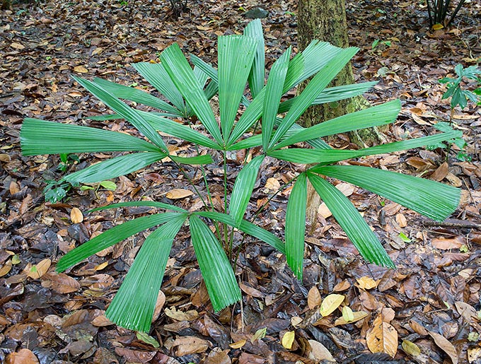 La Licuala lauterbachii var. bougainvillensis, endemica delle Isole Salomone, è particolarmente decorativa per le foglie divise solo in 6-8 segmenti col più grosso al centro. Si adatta bene in interni alla coltivazione in vaso © Giuseppe Mazza