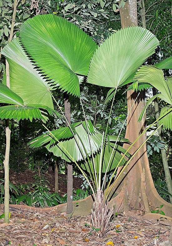 Native to Borneo, Licuala orbicularis is one of the most spectacular palms with about 1 m round leaves, carried by a 1,5 m long thin petiole. The stem is underground or just emerging © Mazza