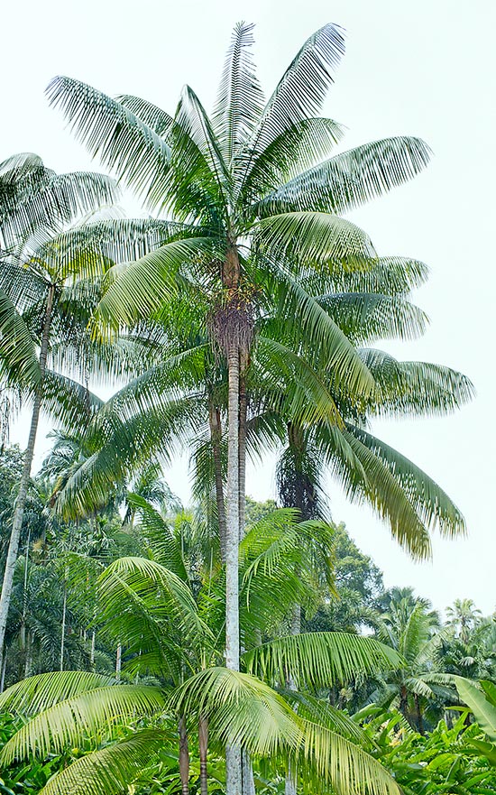 Con más de 30 m de altura, Rhopaloblaste augusta es una palma rara de las Islas Nicobar donde crece en los bosques pluviales a baja altitud. Poco cultivada en los trópicos, está entre las más ornamentales en absoluto por la espectacular elegancia del follaje y la coloridas infrutescencias © Giuseppe Mazza