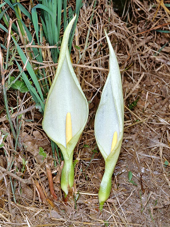 Arum italicum, Araceae