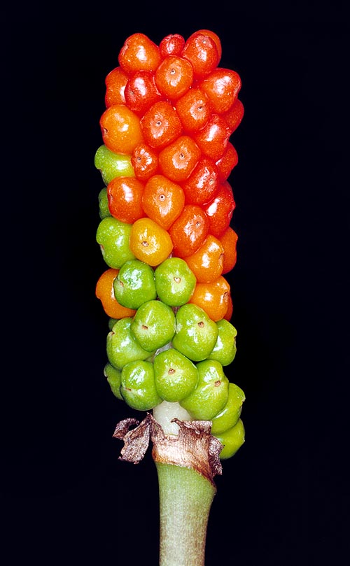 Arum italicum, Arum d'Italie, Gouet d'Italie, Araceae