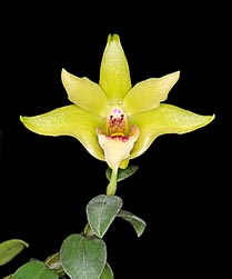 Dendrobium catenatum - Monaco Nature Encyclopedia
