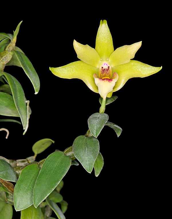 Il Dendrobium catenatum è un’epifita famosa in Cina per le presunte virtù medicinali. Dagli pseudobulbi si ricava infatti la dendrobina, una sostanza che l’ha fatta entrare nella lista rossa per le raccolte insensate © Giuseppe Mazza