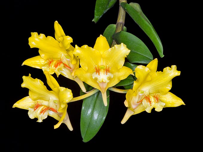  Rare dans la nature et en culture, Dendrobium lowii est une épiphyte originaire de Bornéo © Giuseppe Mazza