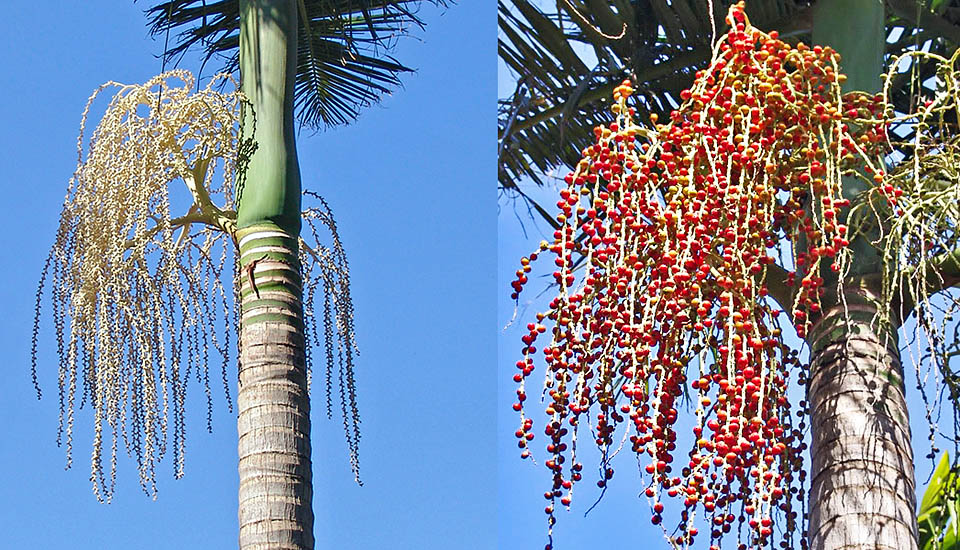 Particolare dell'infiorescenza, che raggiunge gli 80 cm, e dei frutti. La specie resiste al freddo, con discese sporadiche e di breve durata di poco sotto 0 °C © Pietro Puccio