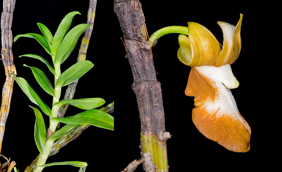   Los pseudobulbos son cilíndricos, largos 30-40 cm con hojas de 3-7,5 cm. Las flores, solitarias en los nudos, alcanzan los 3,5 cm de diámetro con un labelo de cerca 3 cm © Giuseppe Mazza