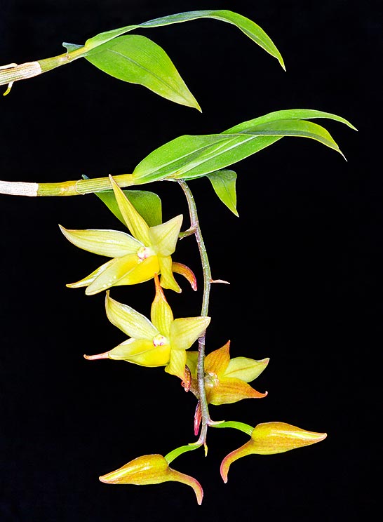   Dendrobium cymboglossum est une épiphyte de Bornéo découverte et décrite à la fin du XX° siècle. Inflorescences racémeuses   pendantes, portant 5-9 fleurs de 3-4 cm  © Giuseppe Mazza